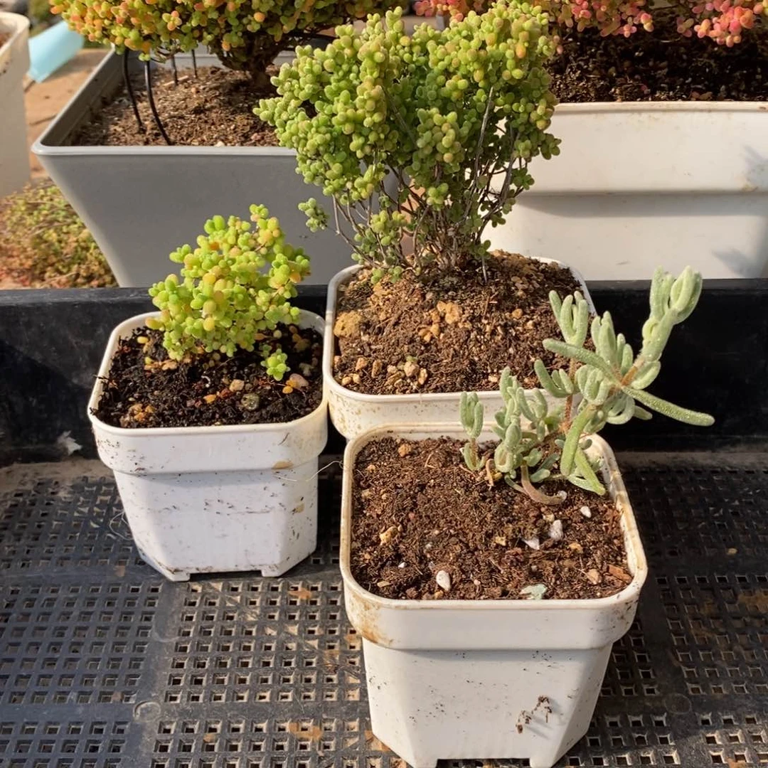 枝干番杏多肉植物082