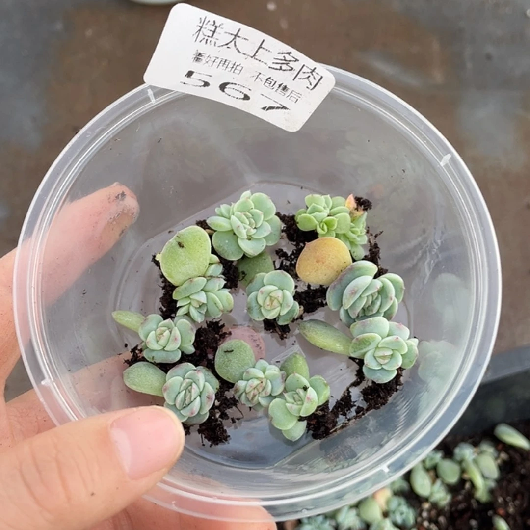 糕大上多肉植物567