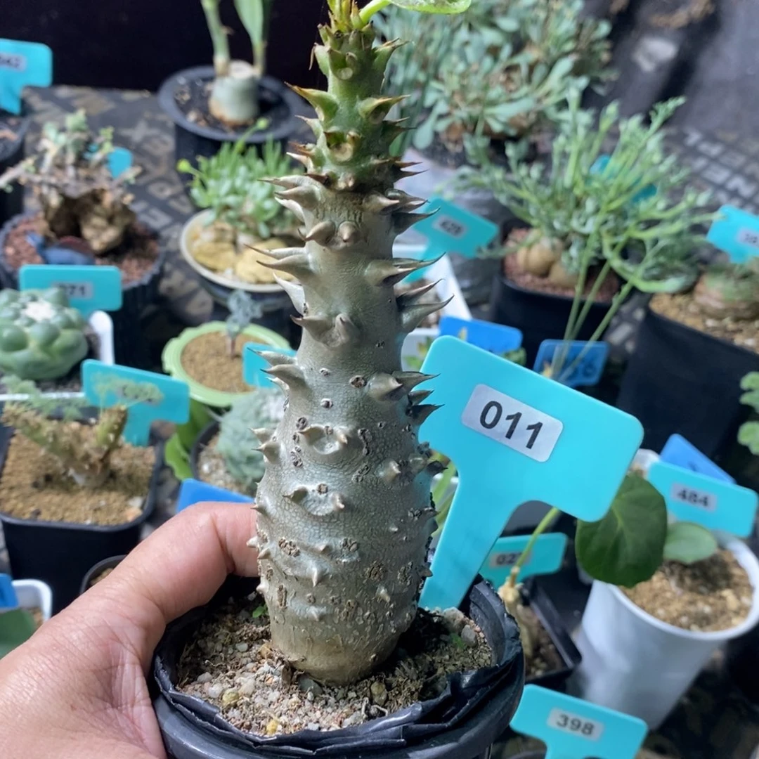 温莎瓶干多肉植物