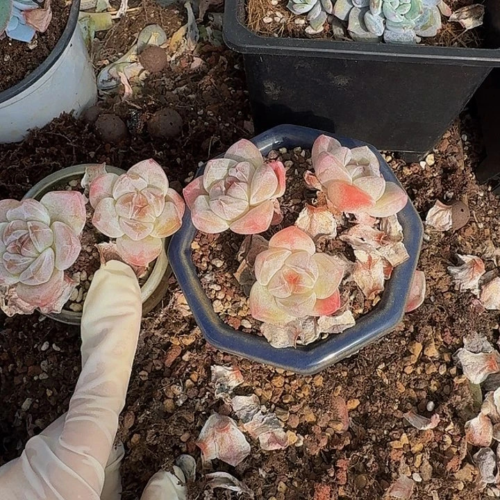 霖***霖一物一拍不退不换