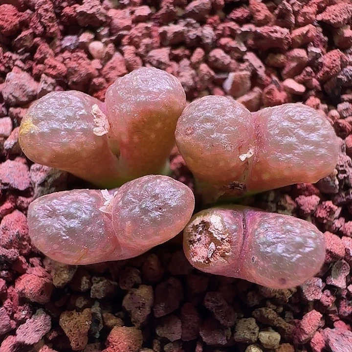 哈哈哈哈哈哈哈。145