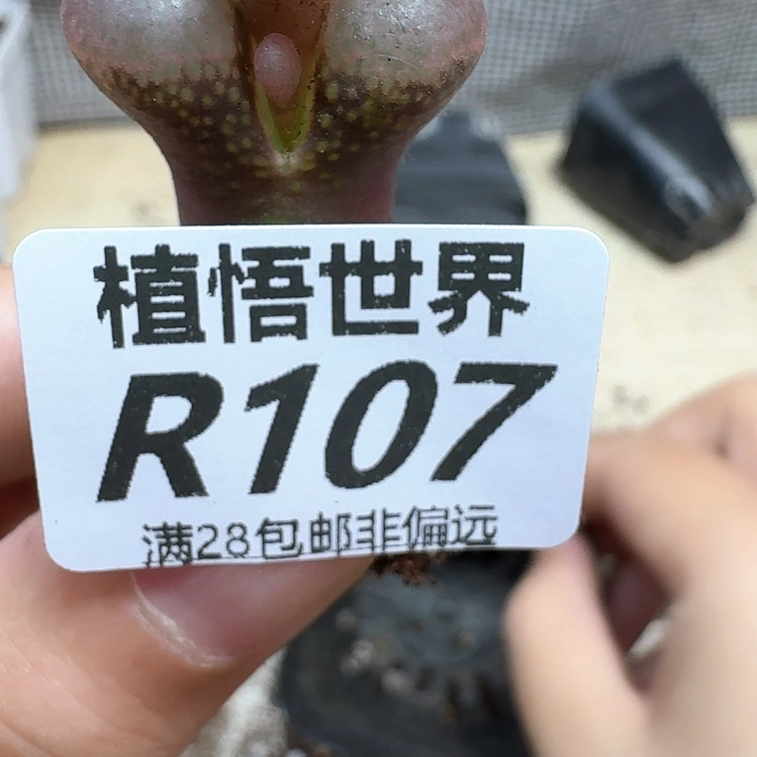 多肉植物的润泽wfv