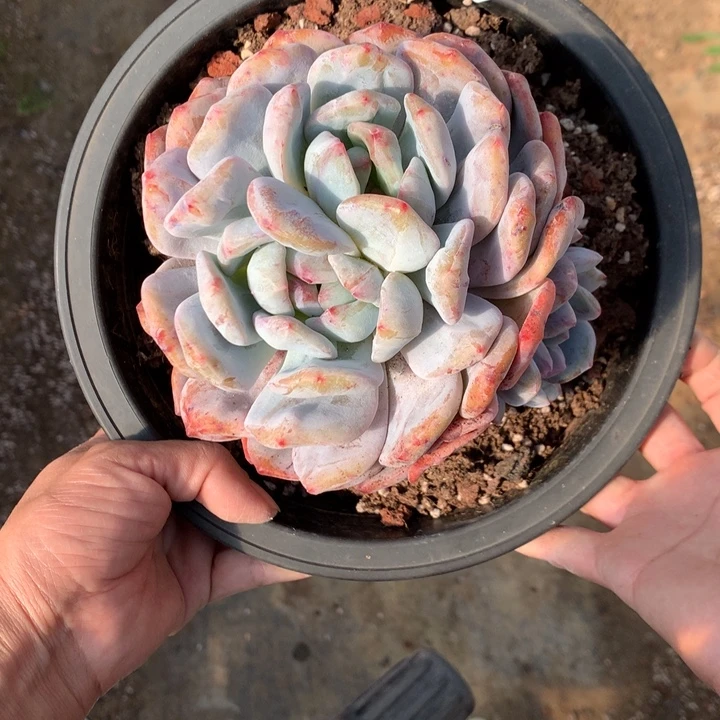 12101六头石化嗯嗯嗯嗯嗯好喜欢