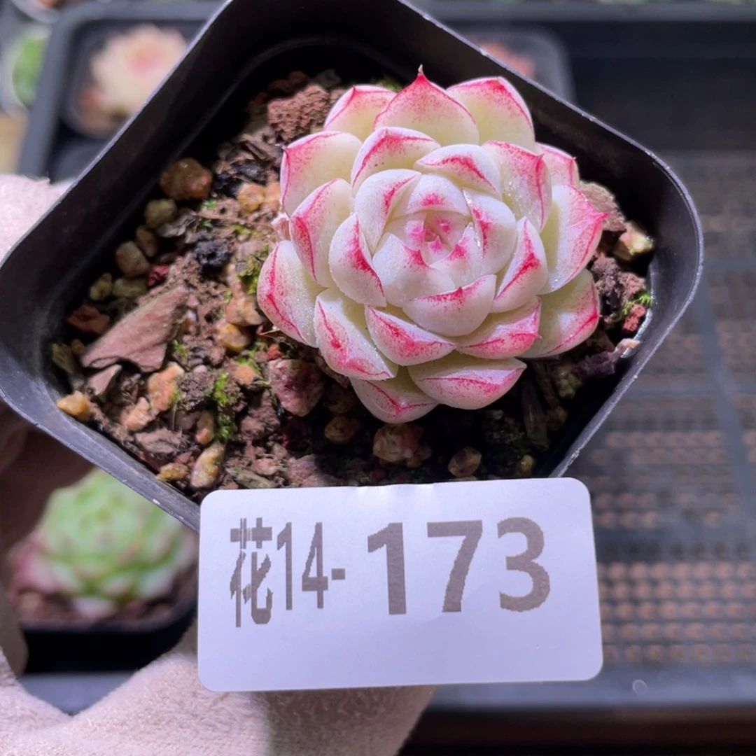 花利美14-173玫瑰仙子