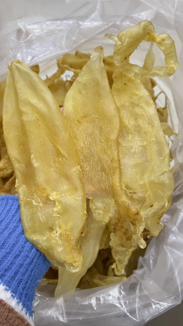 大规格 9头 斗湖公胶