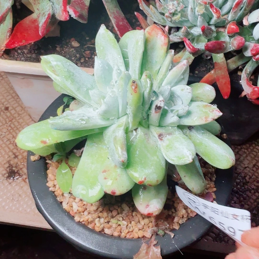 6597牡丹苹果叶多肉