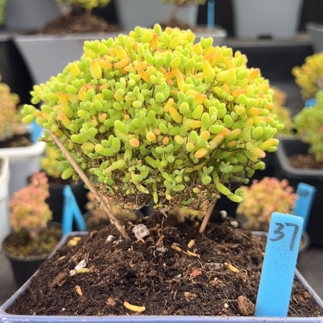 蜜橘糖球蘑菇头37号