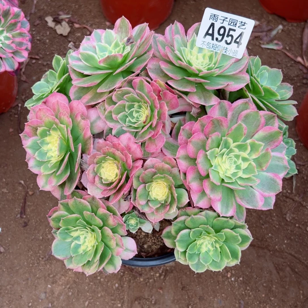 954海王尺寸20左右