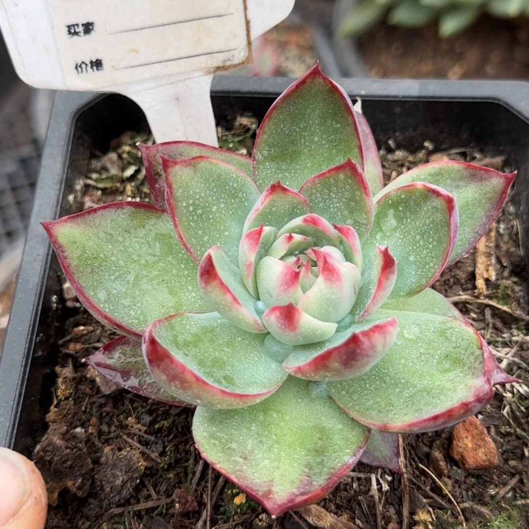 惊鸿一物一拍包装收缩花旱獭778