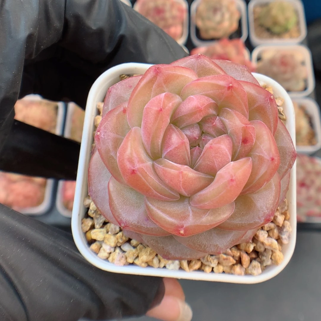 多肉植物。 琥珀54