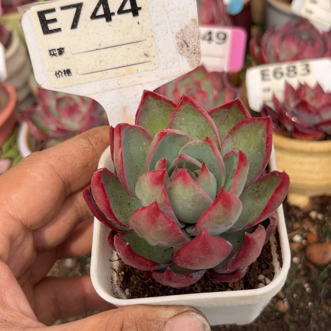 惊鸿一瞥744号多肉