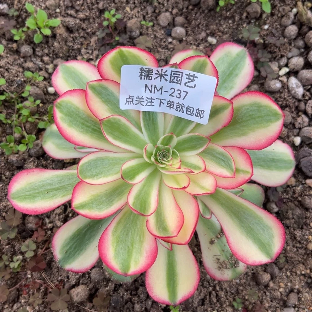 荔枝多肉植物237