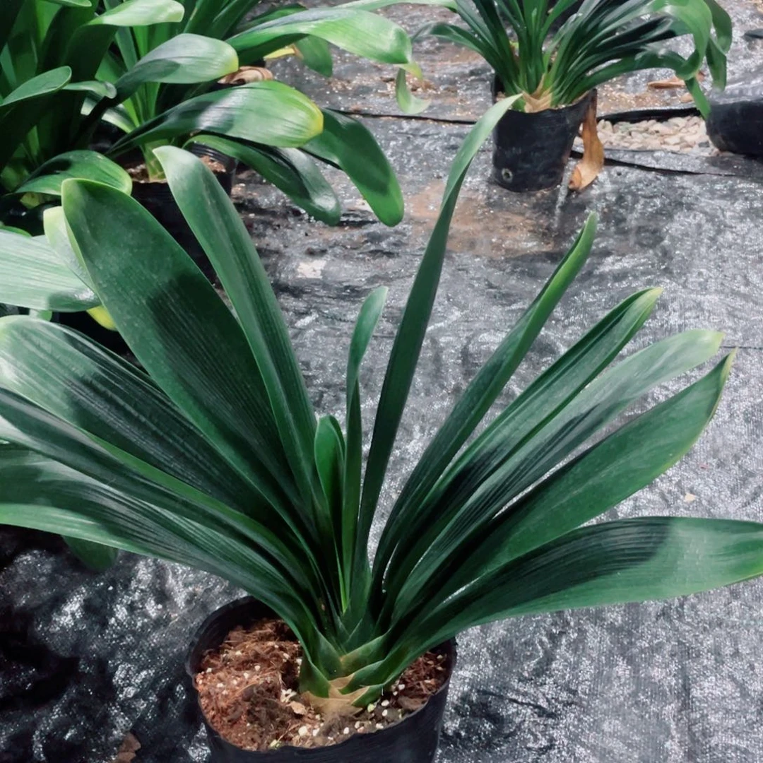 老***兰完全开放君子兰8400