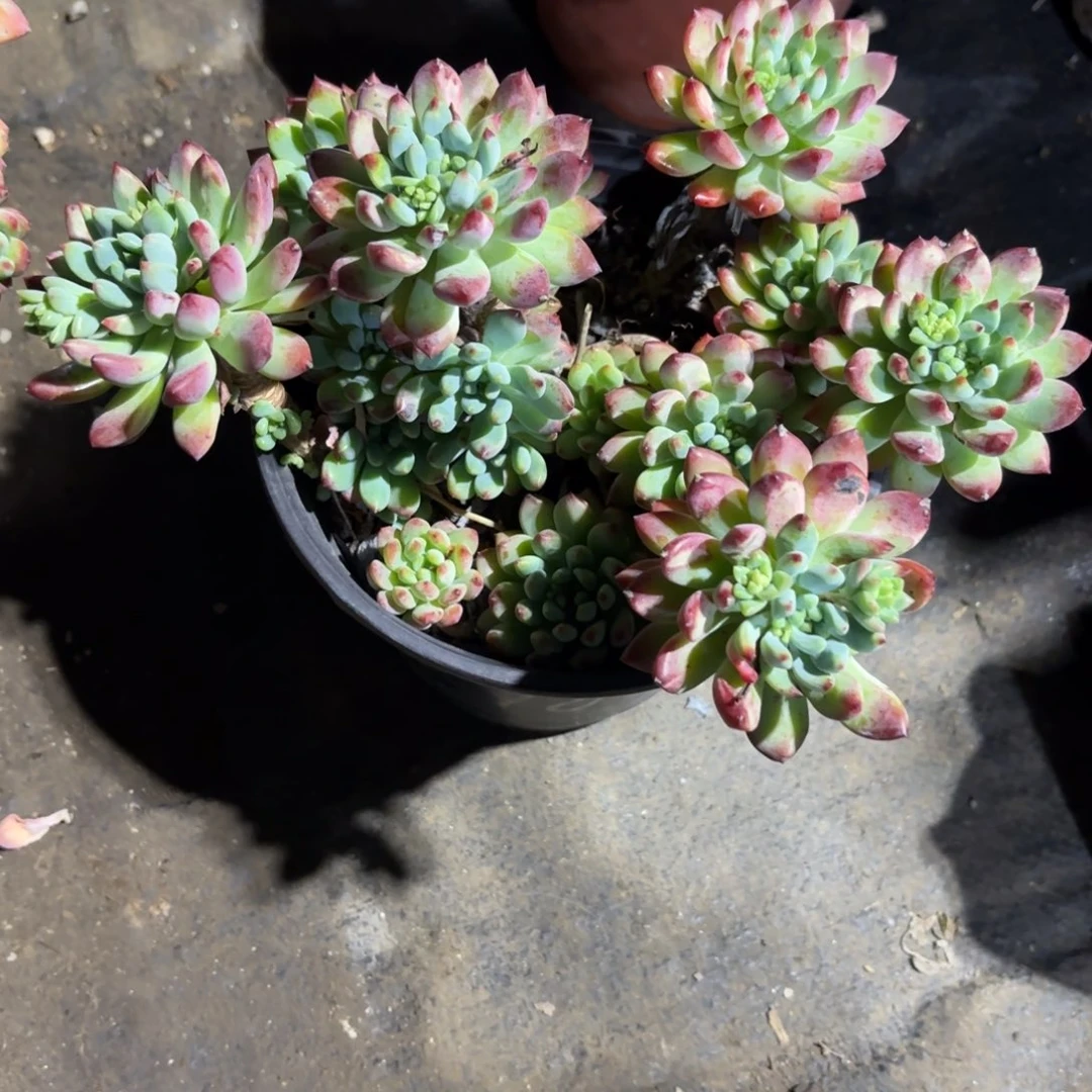 古**宁蓝苹果新疆包邮！！