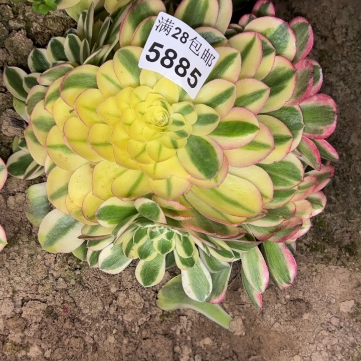 5885南玉资多肉植物