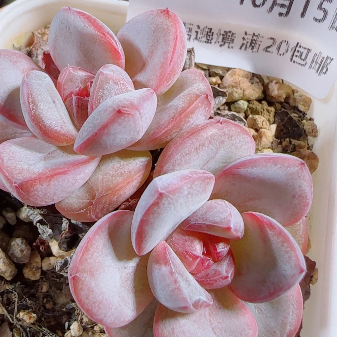 花语逸镜1015-39星星珍妮