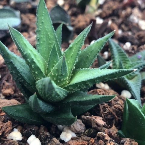 松塔掌硬叶多肉植物