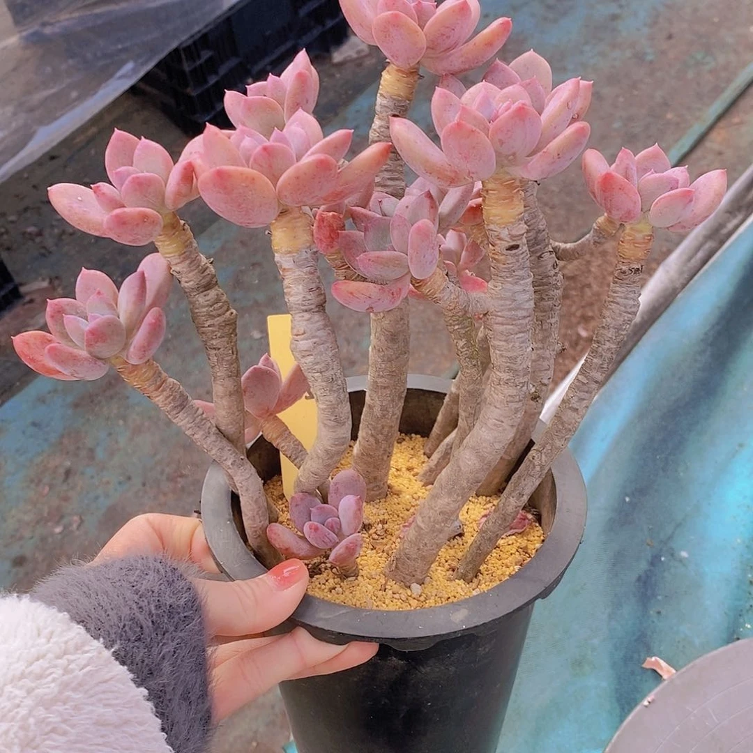 535多肉植物老桩