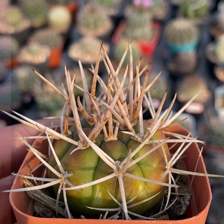 【闪购商品】732控养勇将丸