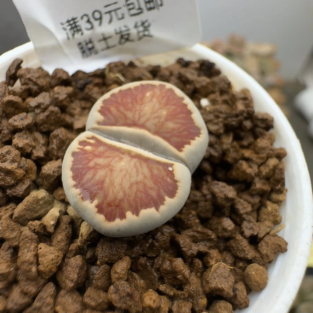 562多肉哈哈哈哈哈哈哈哈