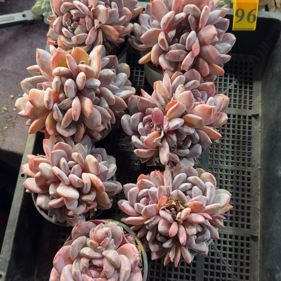 一物一拍96号星影7颗