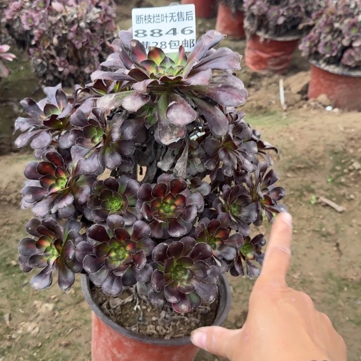 九***溪8846二号棚花蝴蝶中班C