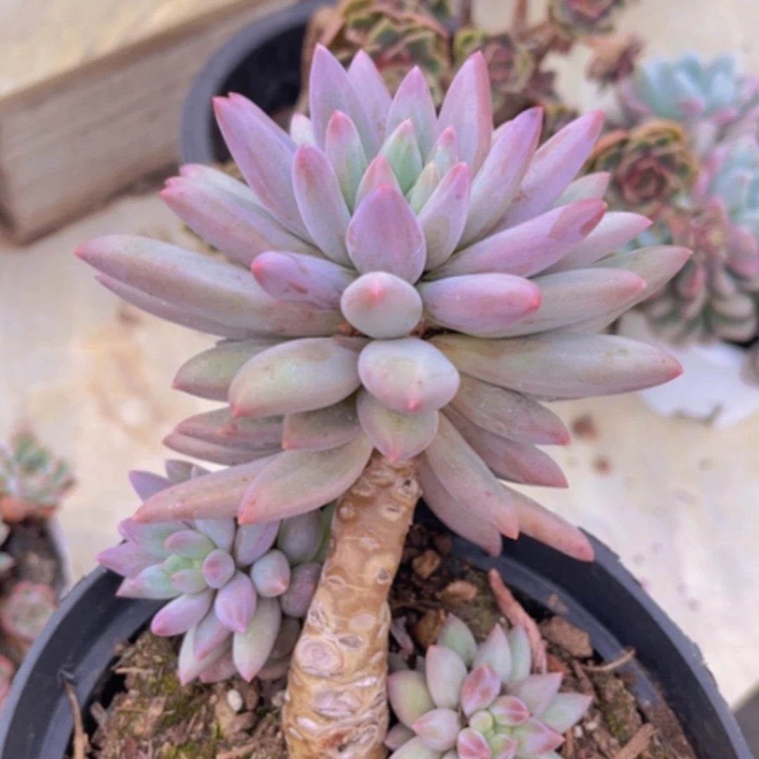 【闪购商品】水晶球27274