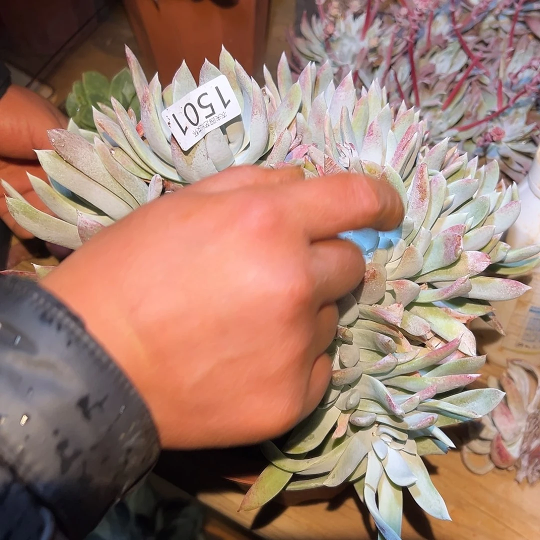 我****p3代杂交仙女杯多肉。