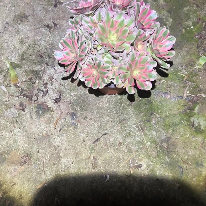 不包侧枝一物一拍48