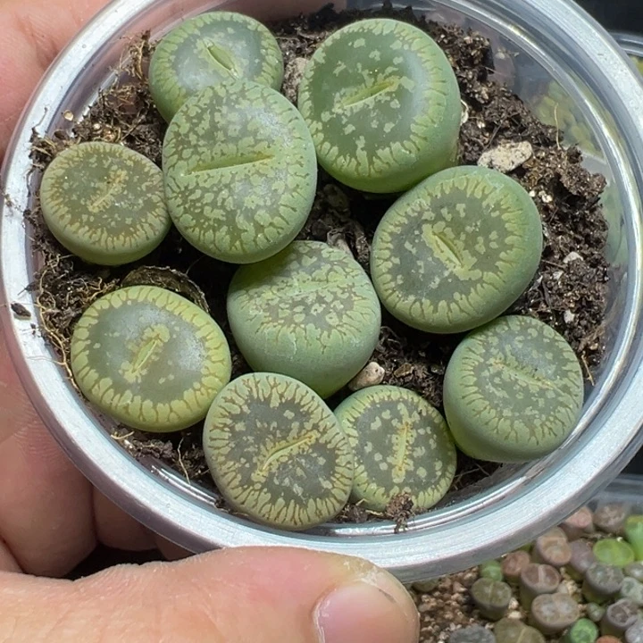【闪购商品】 509。