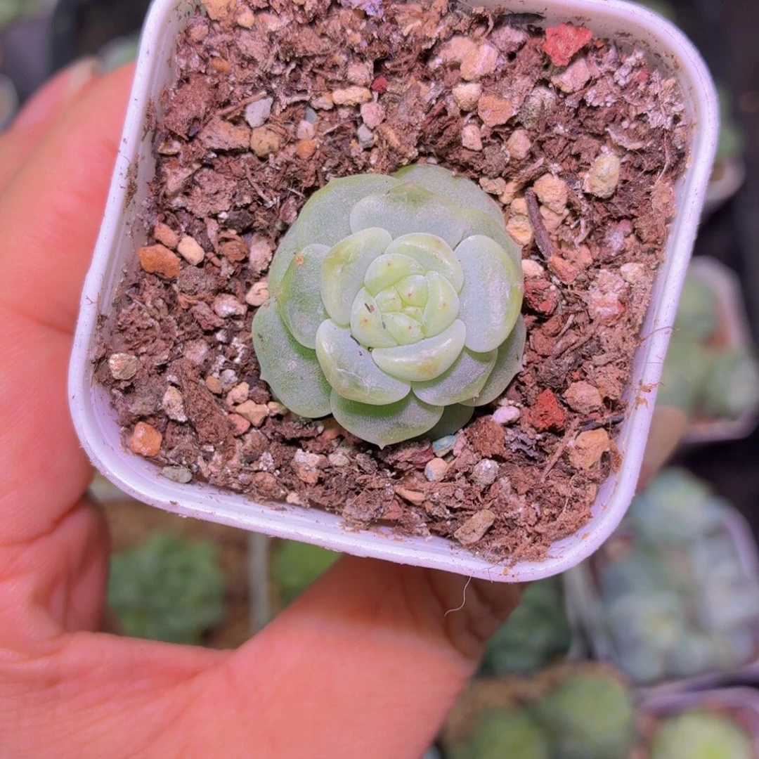 4号链接甜心多肉植物