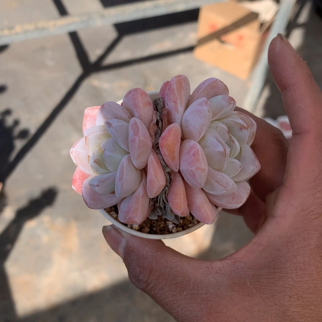 人工增加剂量对患者皮肤