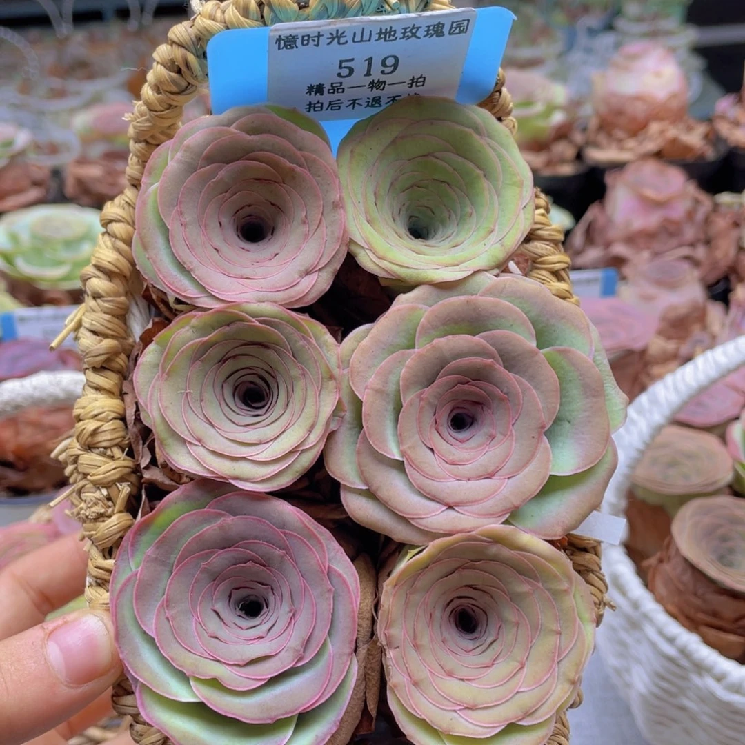 山地玫瑰519裸根发货不售后