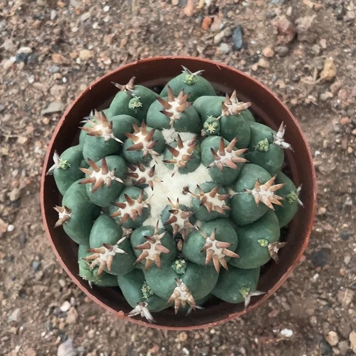 短豪刺象牙仙人球