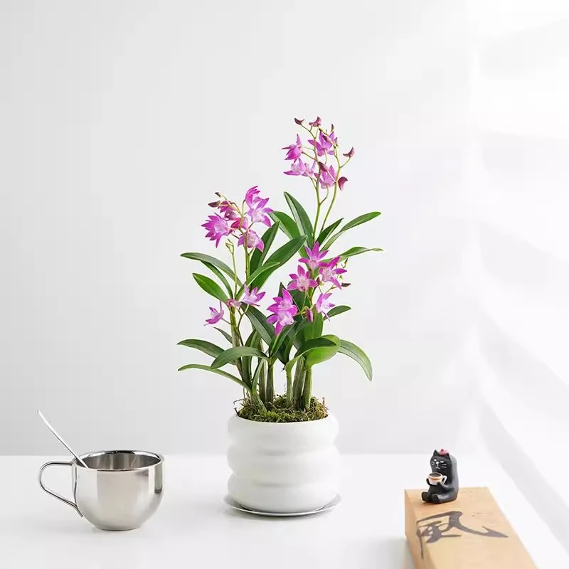 香水石斛兰盆栽带花室内浓香水培绿植客厅四季开花办公室桌面花卉