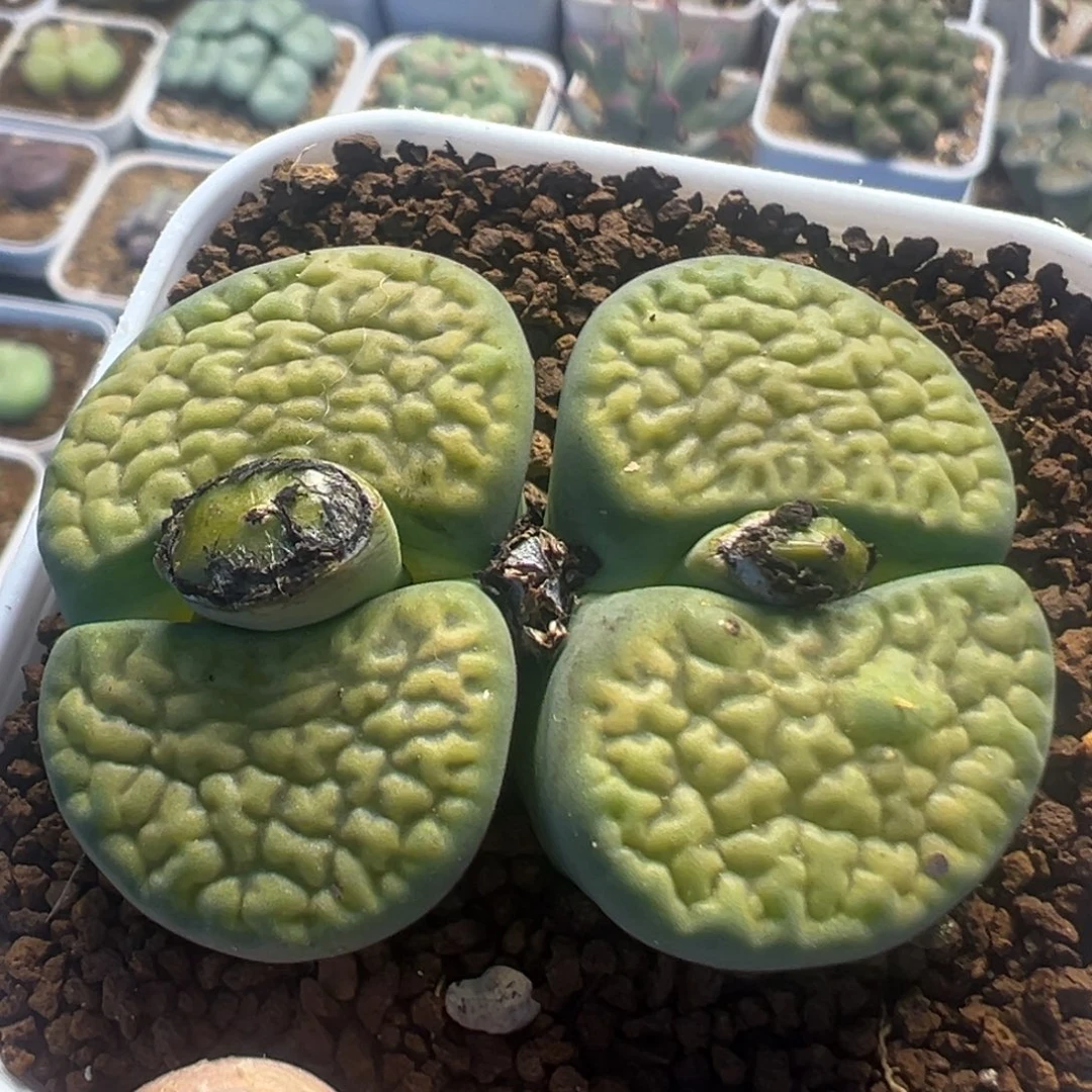 29多肉植物百科植物