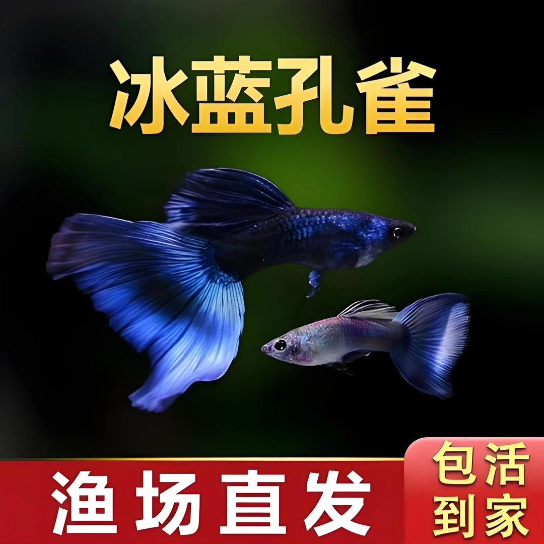 精品大尾基因孔雀鱼莫斯科蓝尾冰蓝种鱼套餐〔入缸后不包损〕