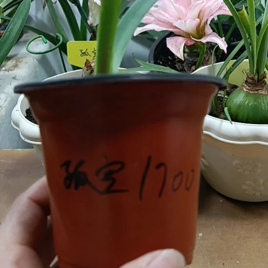 无花朵孤宝1700/1+带盆土发货