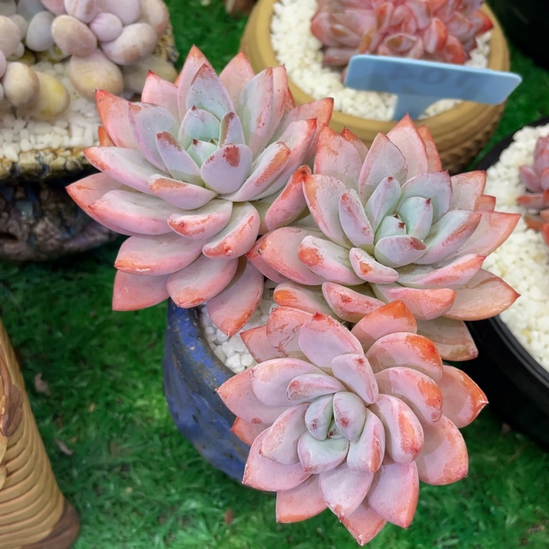 多肉植物盆栽多肉