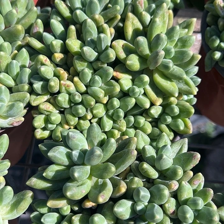 千代田多肉植物精品