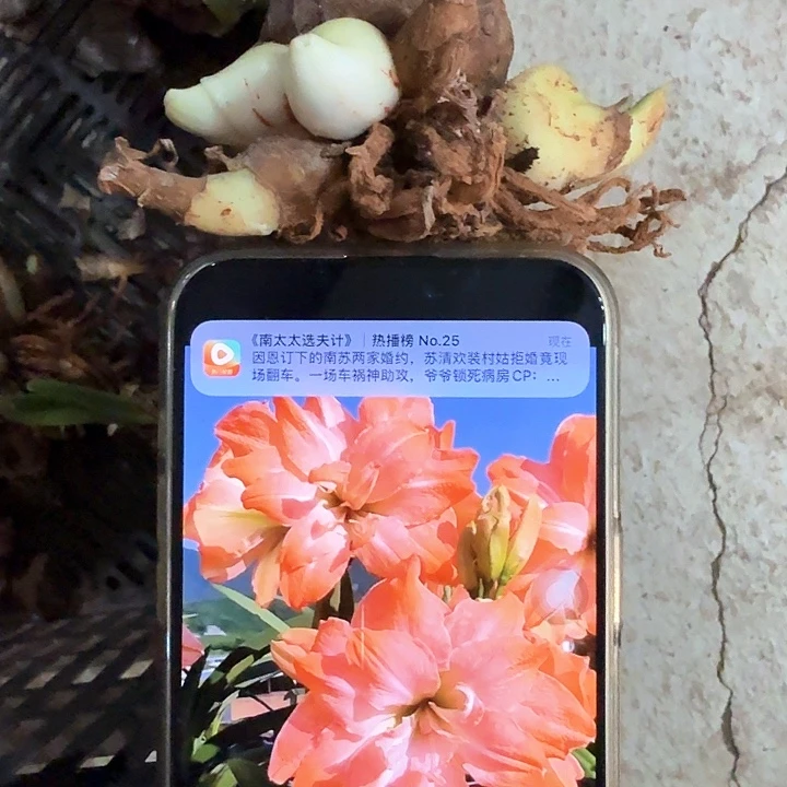 火烈鸟黛丝直径3厘米带侧球，侧球脱落无售后