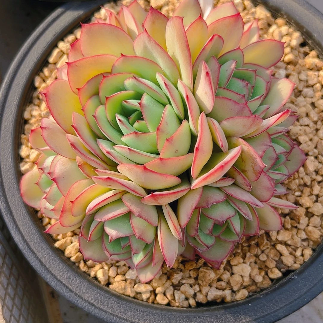 妮*牡丹亭群5081号一物一拍