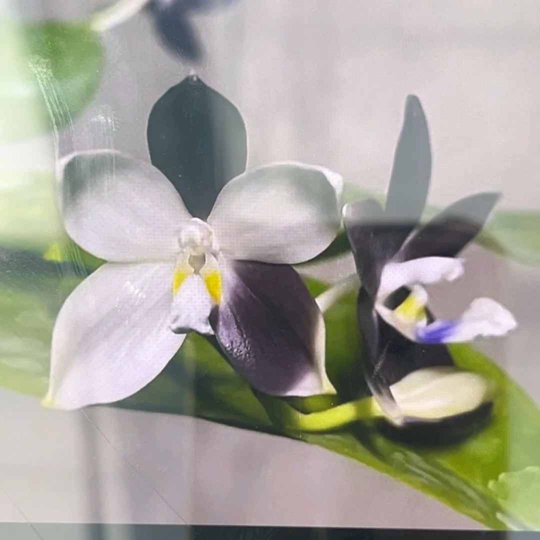 无花朵1.7寸木23苗