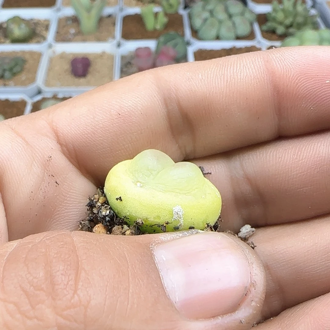 璇*哈哈哈哈哈哈27793