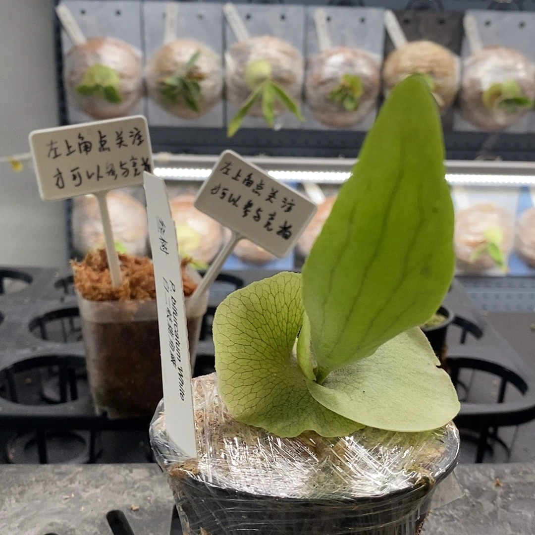 无花朵白二岐鹿角蕨