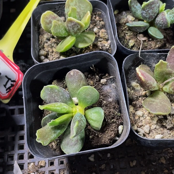 紫库博水泡3.8带盆土