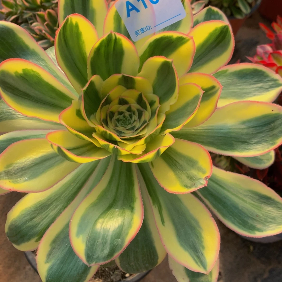 【闪购商品】紫*晶105燕姿多肉