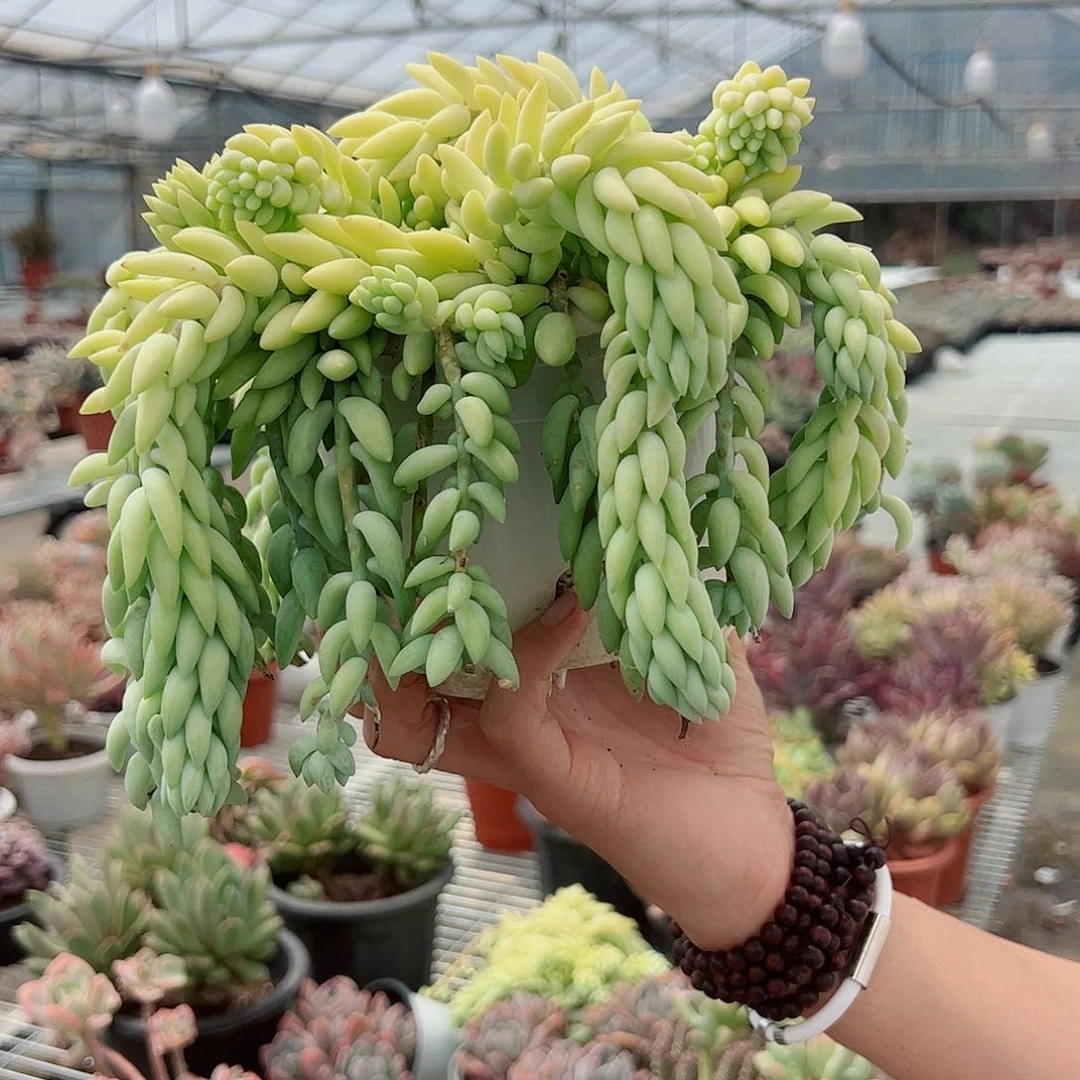 象牙玉坠散装带盆土发货