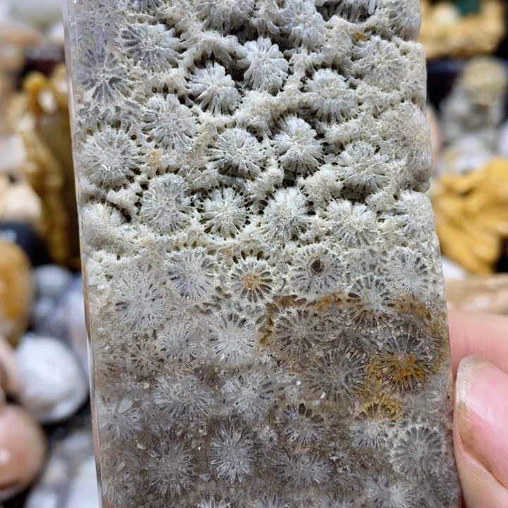 颈饰未镶嵌硅化珊瑚(珊瑚玉)