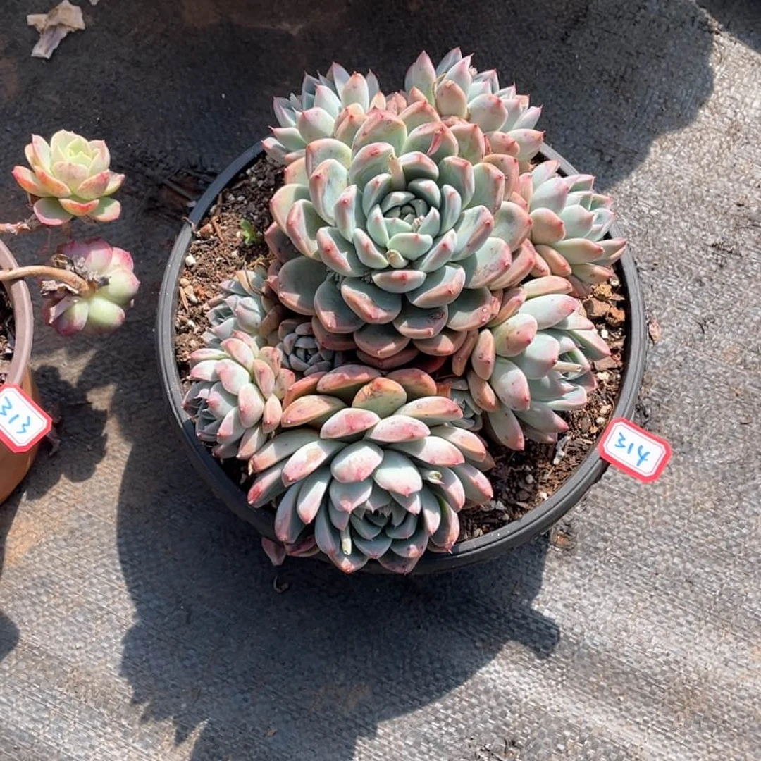 314阿尔巴 一物一拍多肉